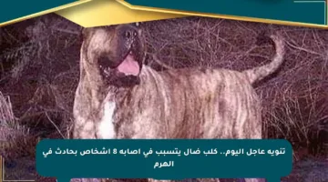 تنويه عاجل اليوم.. كلب ضال يتسبب في إصابة 8 أشخاص بحادث في الهرم